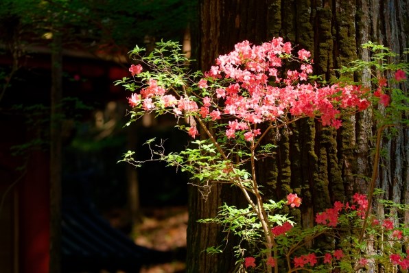CANON EOS 40D EF-S17-85 IS U レンズキットで撮影された写真